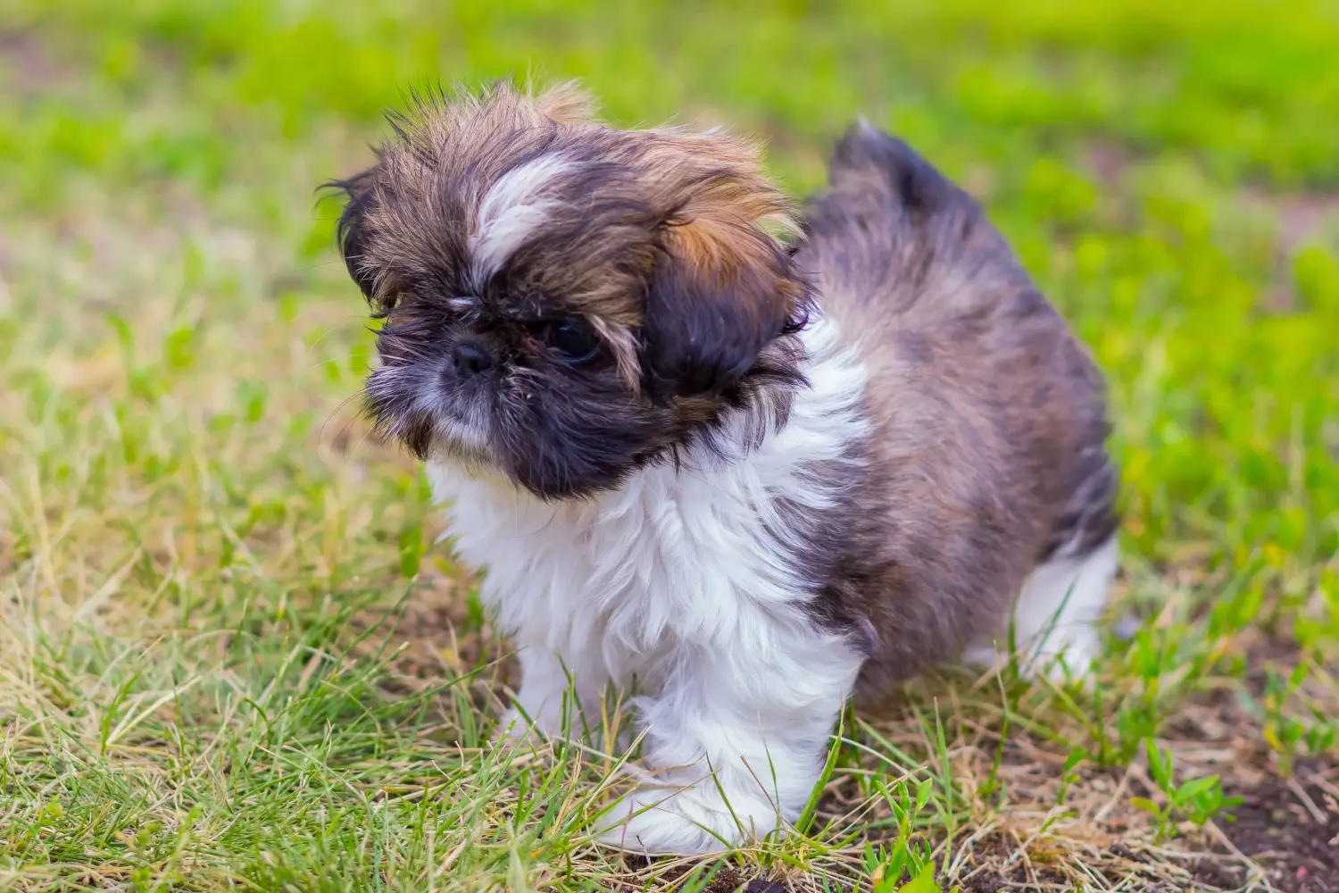 Buying a Shih Tzu puppy means taking responsibility! Buy Shih Tzu puppies.