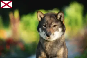 Read more about the article Shikoku breeders and puppies in Alabama
