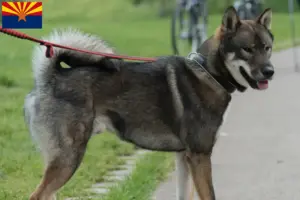 Read more about the article Shikoku breeders and puppies in Arizona