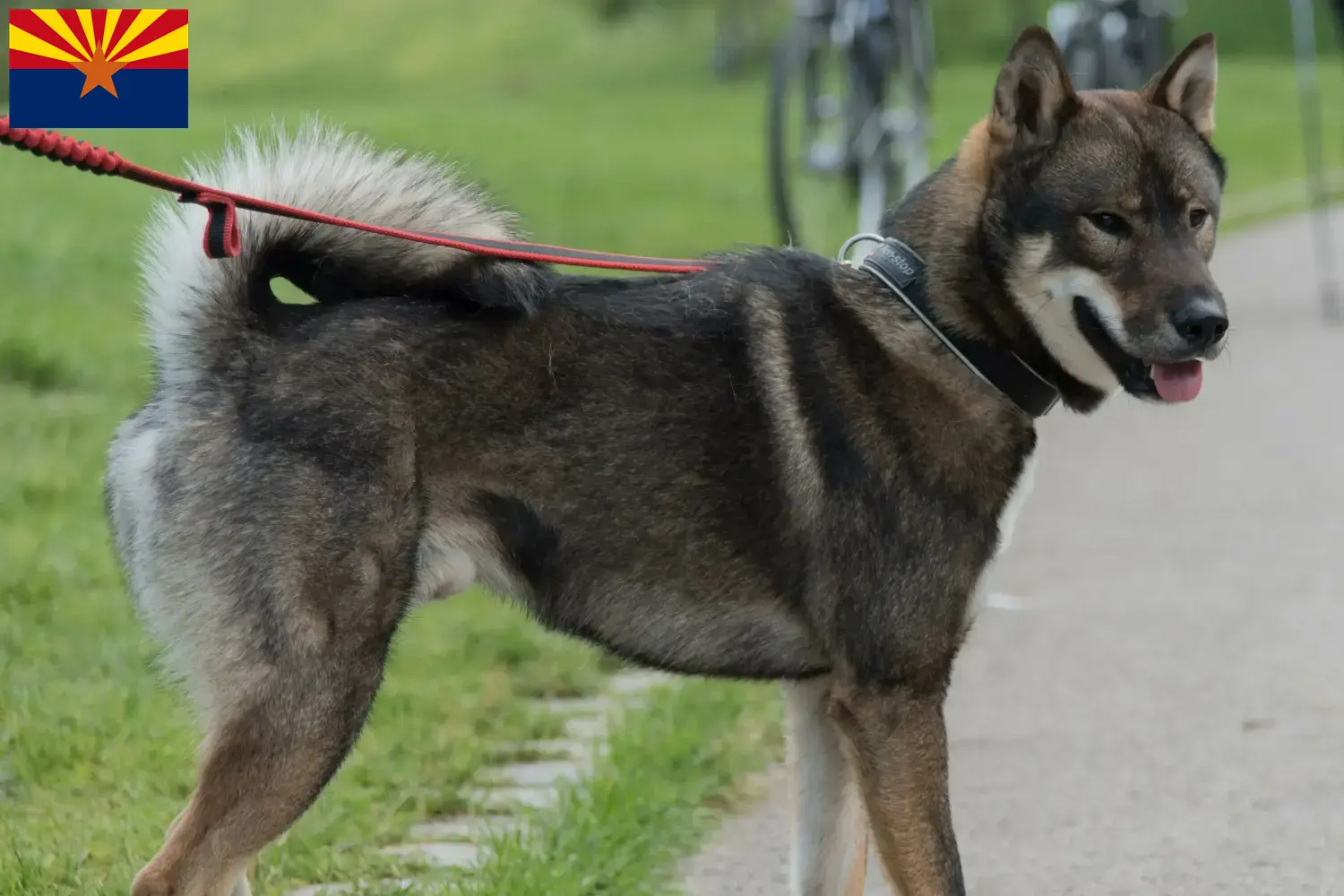 Shikoku puppies and breeder Arizona Here you can find Shikoku breeders in Arizona.