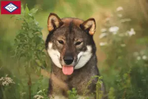 Read more about the article Shikoku breeders and puppies in Arkansas