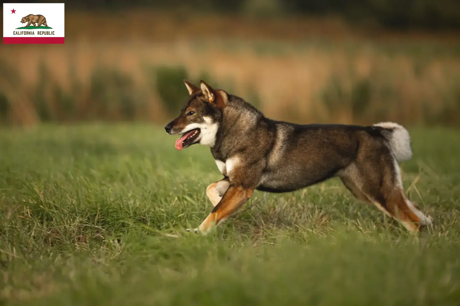 Shikoku puppies and breeders California Here you can find Shikoku breeders in California.