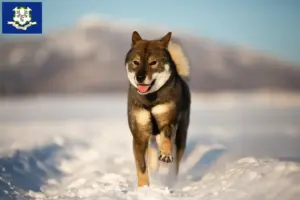 Read more about the article Shikoku breeders and puppies in Connecticut
