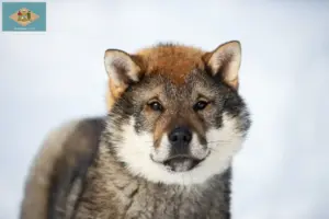 Read more about the article Shikoku breeders and puppies in Delaware