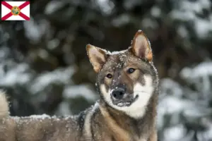 Read more about the article Shikoku breeders and puppies in Florida