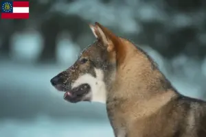 Read more about the article Shikoku breeders and puppies in Georgia