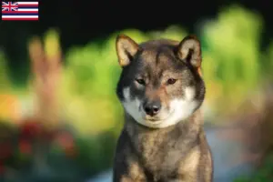Read more about the article Shikoku breeders and puppies in Hawaii