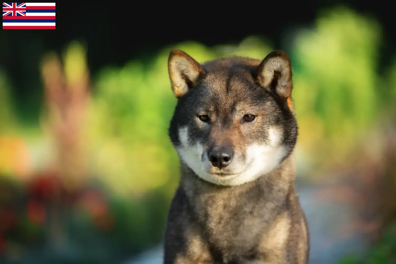 Shikoku puppies and breeders Hawaii Here you can find Shikoku breeders in Hawaii.