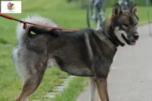 Read more about the article Shikoku breeders and puppies in Illinois
