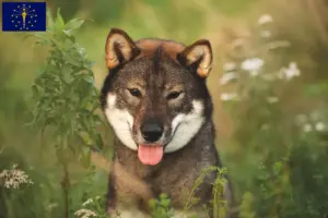 Read more about the article Shikoku breeders and puppies in Indiana