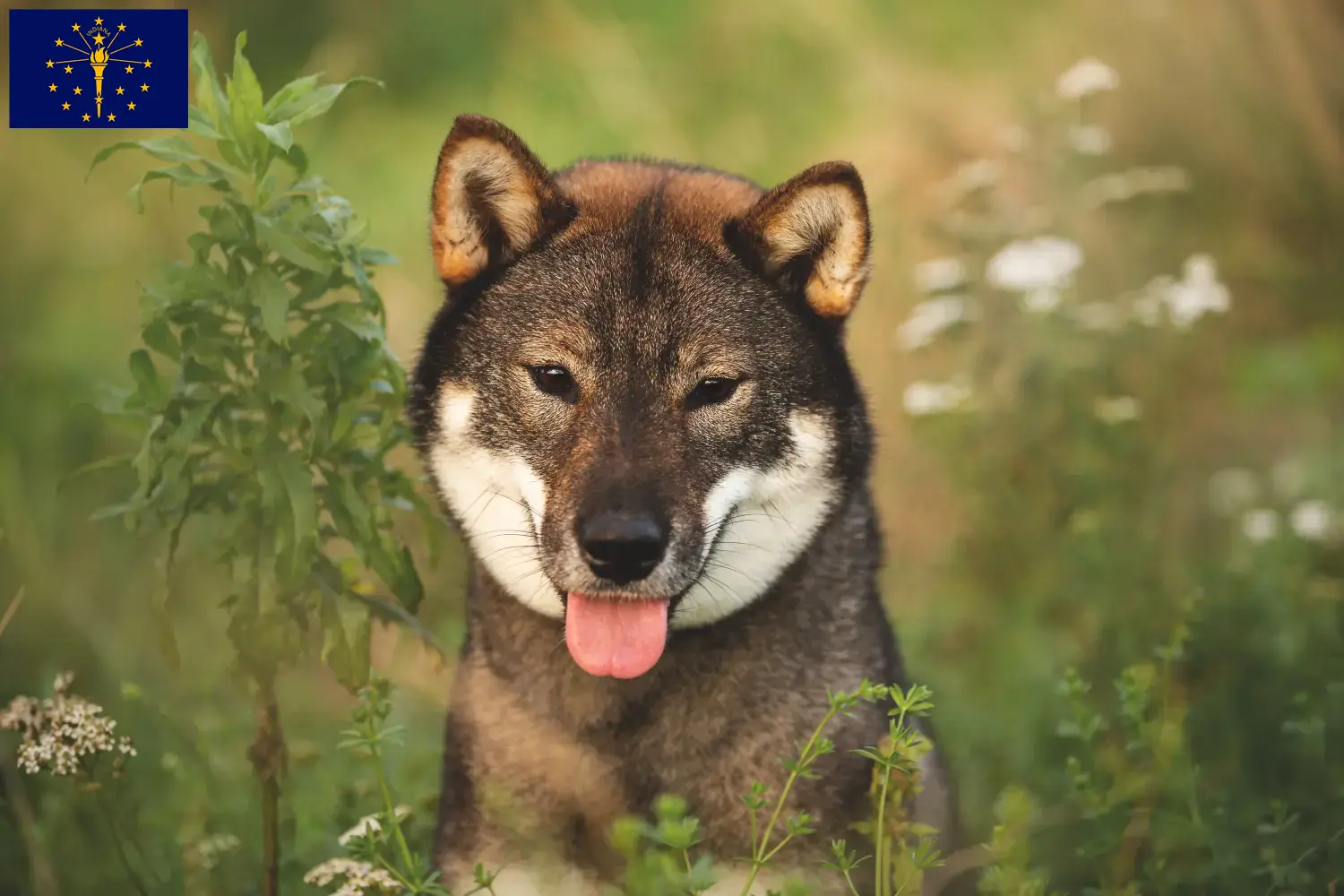 Shikoku puppies and breeders Indiana Here you can find Shikoku breeders in Indiana.