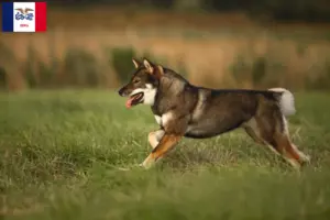 Read more about the article Shikoku breeders and puppies in Iowa