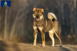 Read more about the article Shikoku breeders and puppies in Kansas