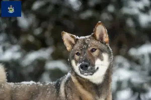 Read more about the article Shikoku breeders and puppies in Maine