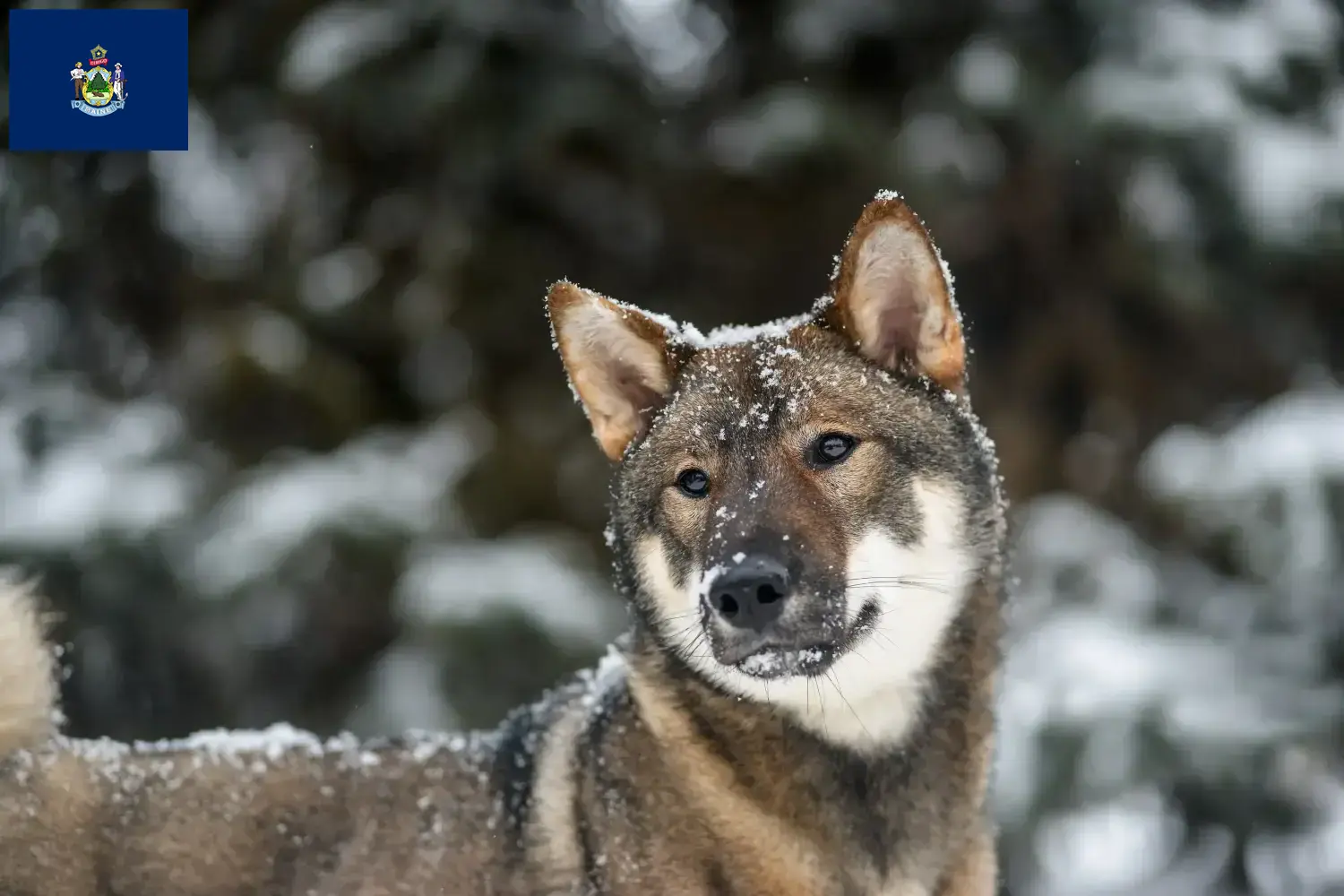 Shikoku puppies and breeders Maine Find Shikoku breeders in Maine here.