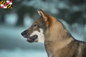 Read more about the article Shikoku breeders and puppies in Maryland