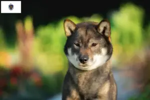 Read more about the article Shikoku breeders and puppies in Massachusetts