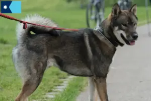 Read more about the article Shikoku breeders and puppies in Minnesota