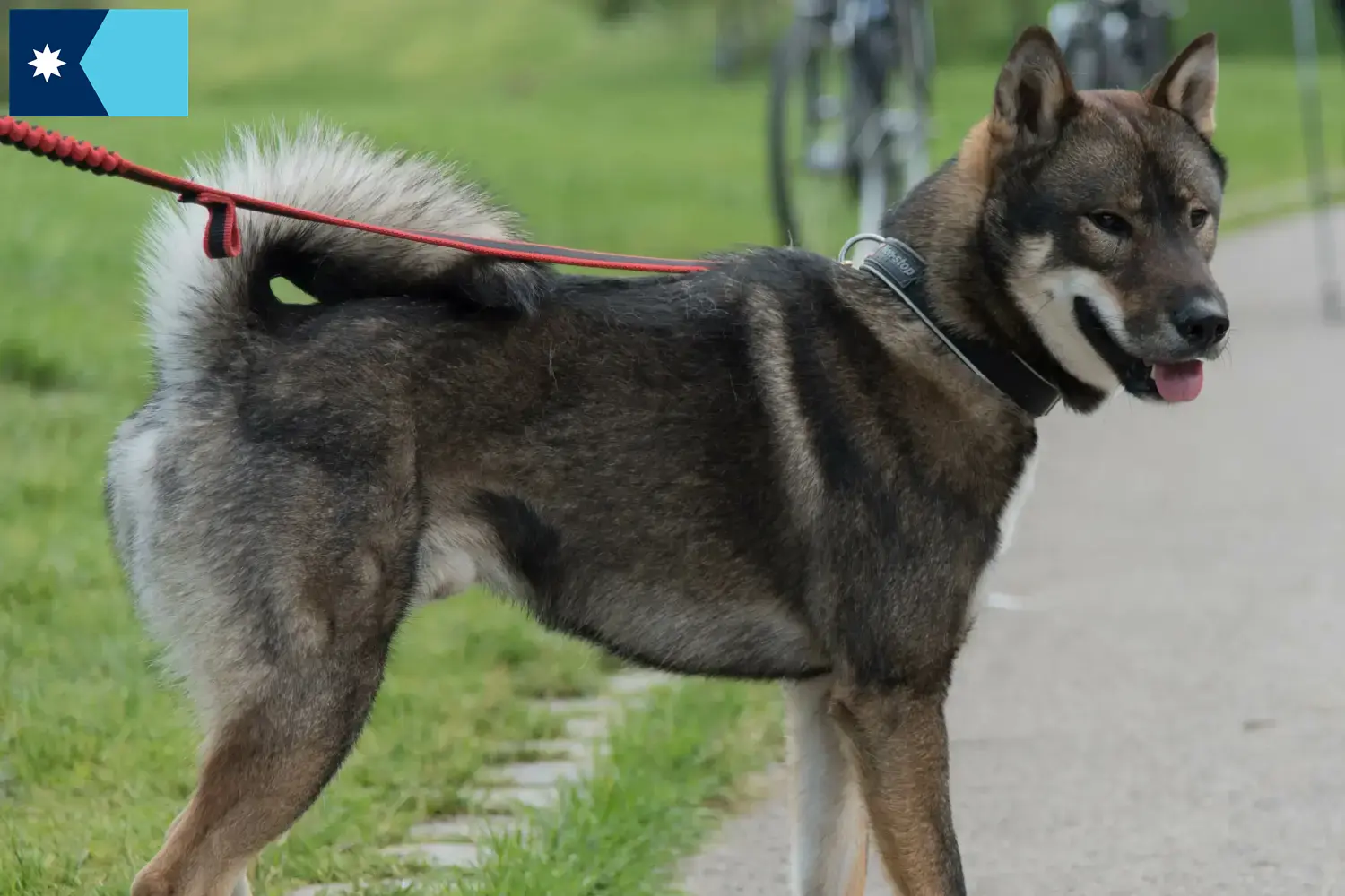 Shikoku puppies and breeders Minnesota Here you can find Shikoku breeders in Minnesota.