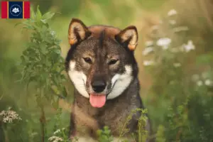 Read more about the article Shikoku breeders and puppies in Mississippi