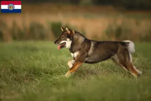 Read more about the article Shikoku breeders and puppies in Missouri