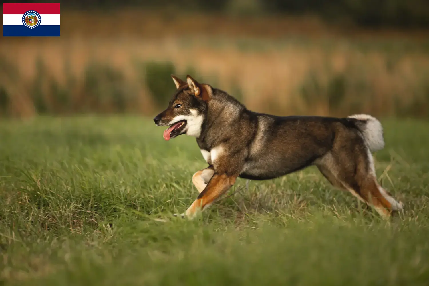 Shikoku puppies and breeders Missouri Find Shikoku breeders in Missouri here.