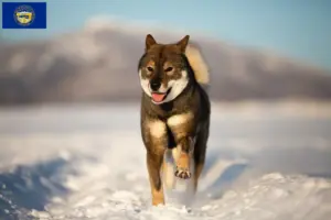 Read more about the article Shikoku breeders and puppies in Nebraska