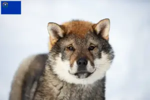 Read more about the article Shikoku breeders and puppies in Nevada