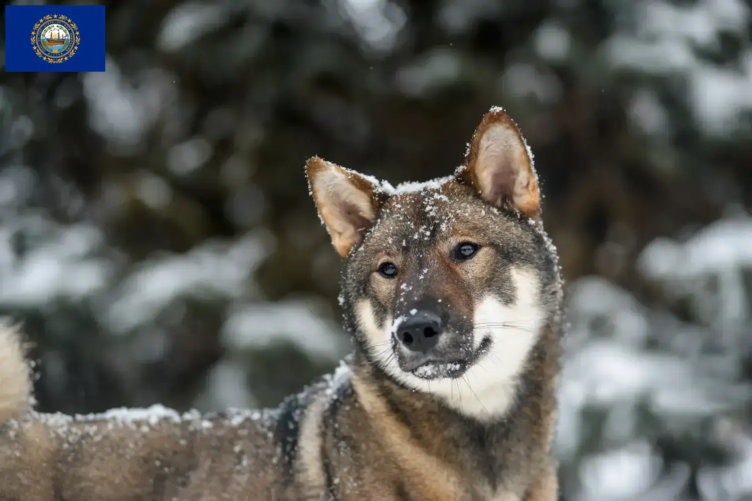 Shikoku puppies and breeders New Hampshire Find Shikoku breeders in New Hampshire here.