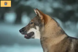 Read more about the article Shikoku breeders and puppies in New Jersey