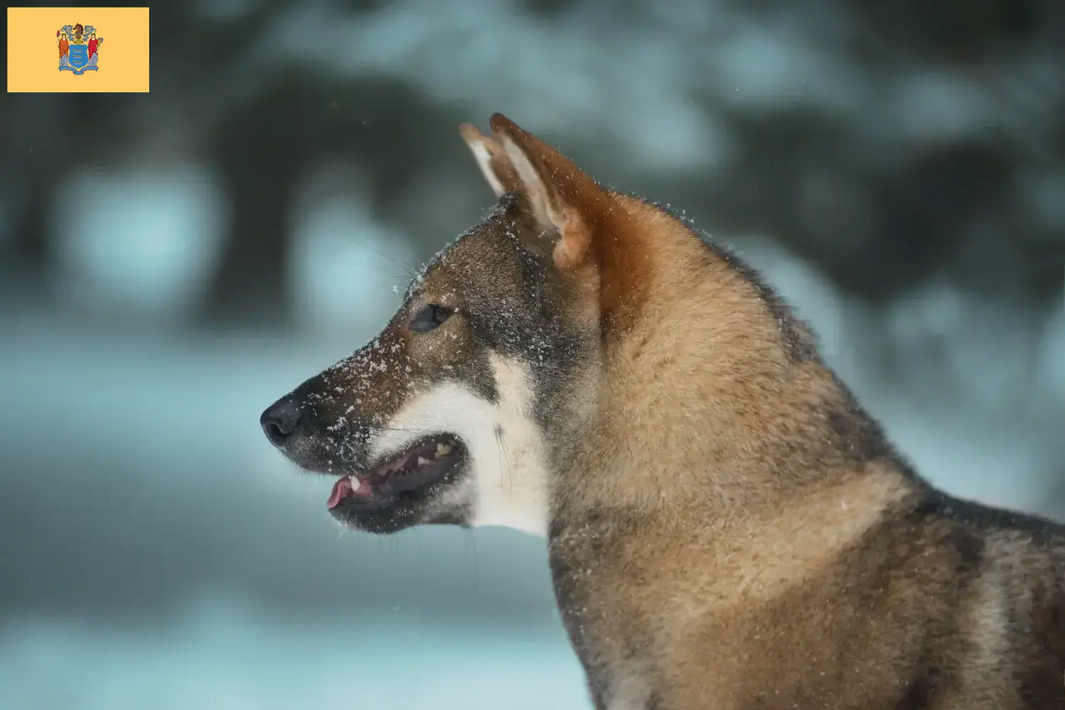 Shikoku puppies and breeders New Jersey Here you can find Shikoku breeders in New Jersey.