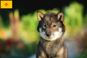 Read more about the article Shikoku breeders and puppies in New Mexico