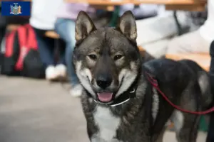 Read more about the article Shikoku breeders and puppies in New York