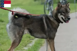 Read more about the article Shikoku breeders and puppies in North Carolina