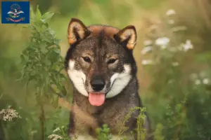 Read more about the article Shikoku breeders and puppies in North Dakota