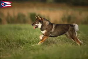 Read more about the article Shikoku breeders and puppies in Ohio