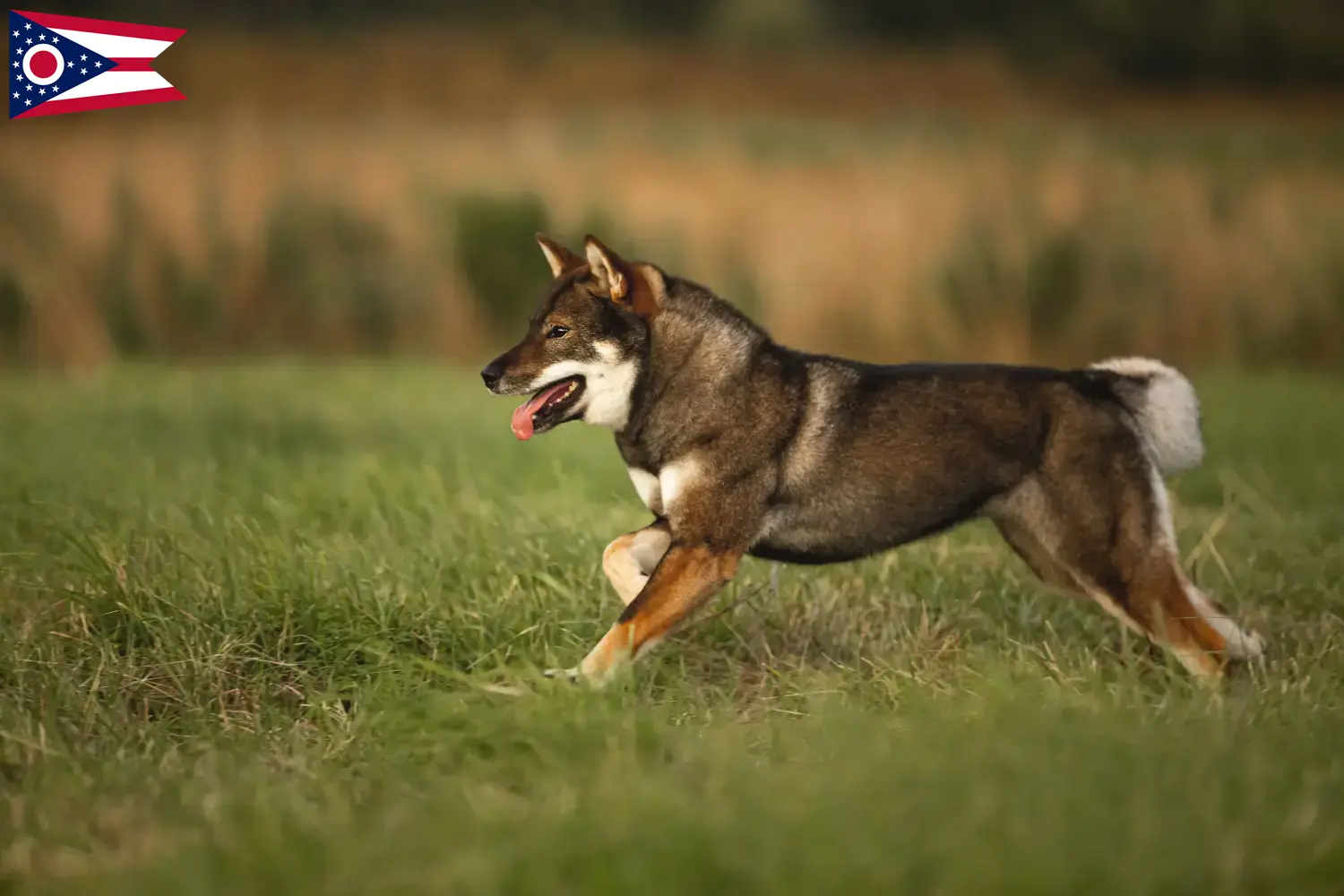 Shikoku puppies and breeders Ohio Here you can find Shikoku breeders in Ohio.