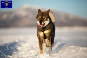 Read more about the article Shikoku breeders and puppies in Oregon