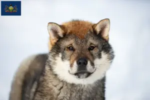 Read more about the article Shikoku breeders and puppies in Pennsylvania