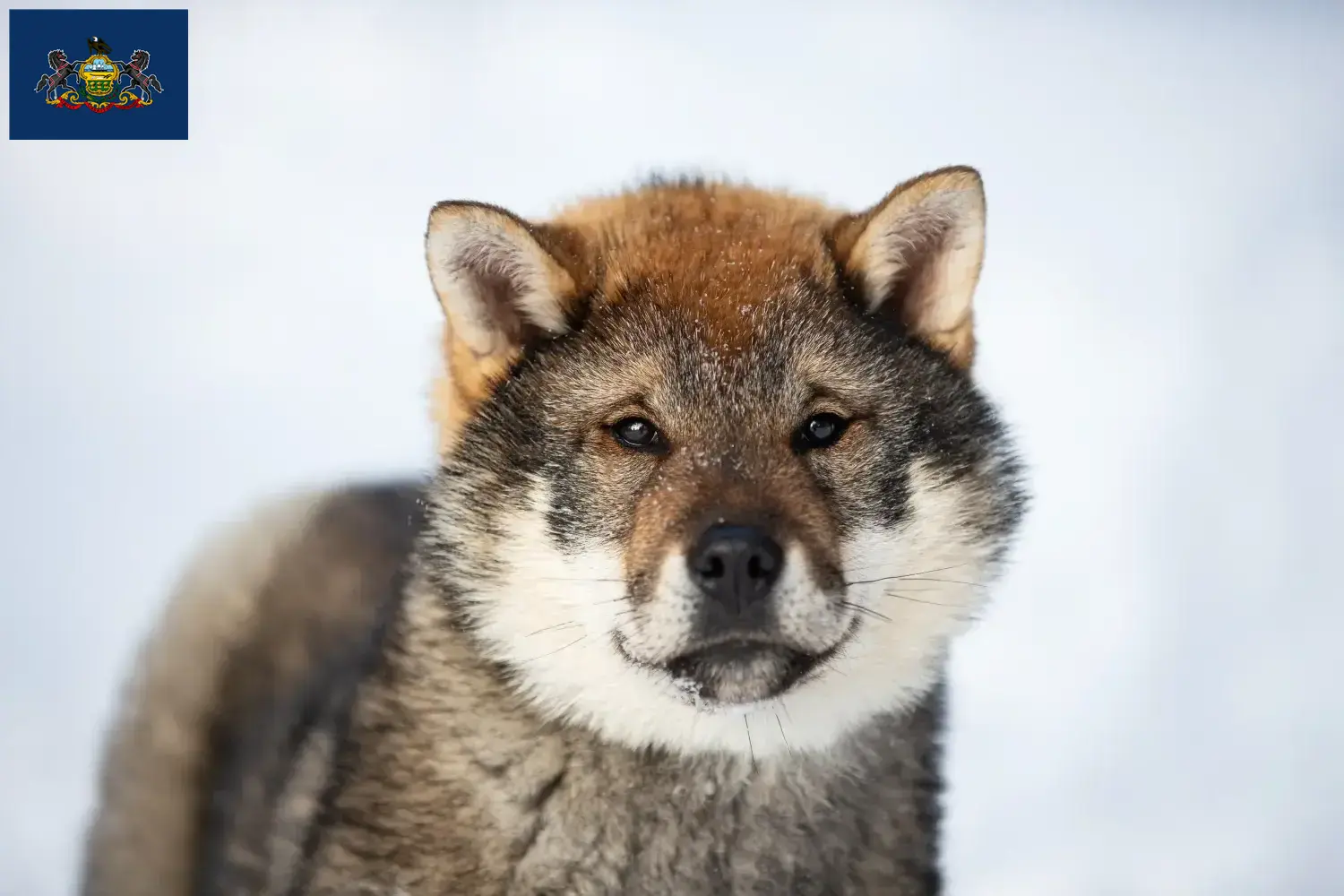 Shikoku puppies and breeders Pennsylvania Find Shikoku breeders in Pennsylvania here.
