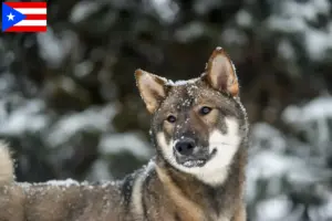 Read more about the article Shikoku breeders and puppies in Puerto Rico