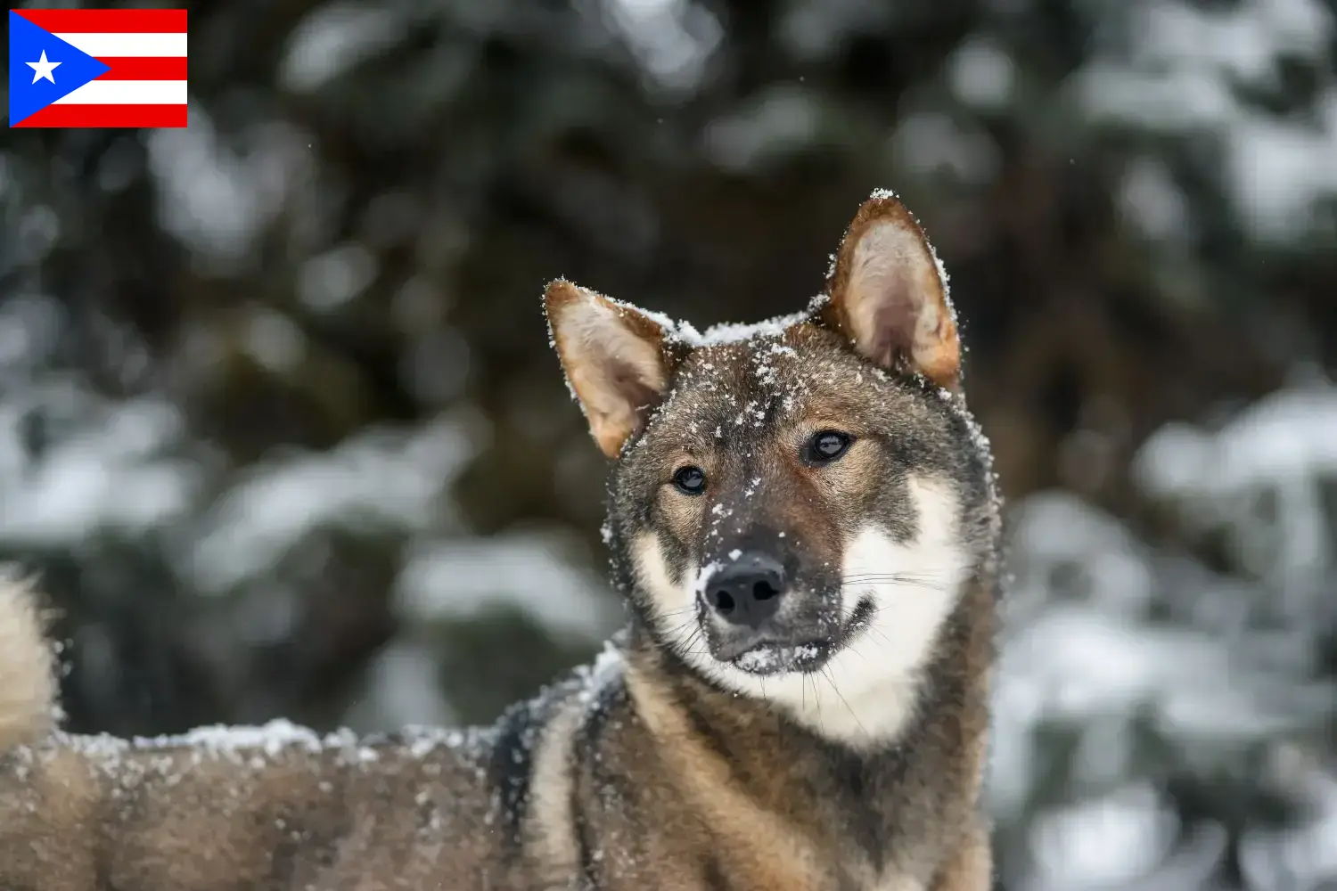 Shikoku puppies and breeders Puerto Rico Here you can find Shikoku breeders in Puerto Rico.