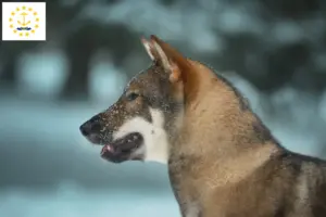 Read more about the article Shikoku breeders and puppies in Rhode Island