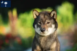 Read more about the article Shikoku breeders and puppies in South Carolina