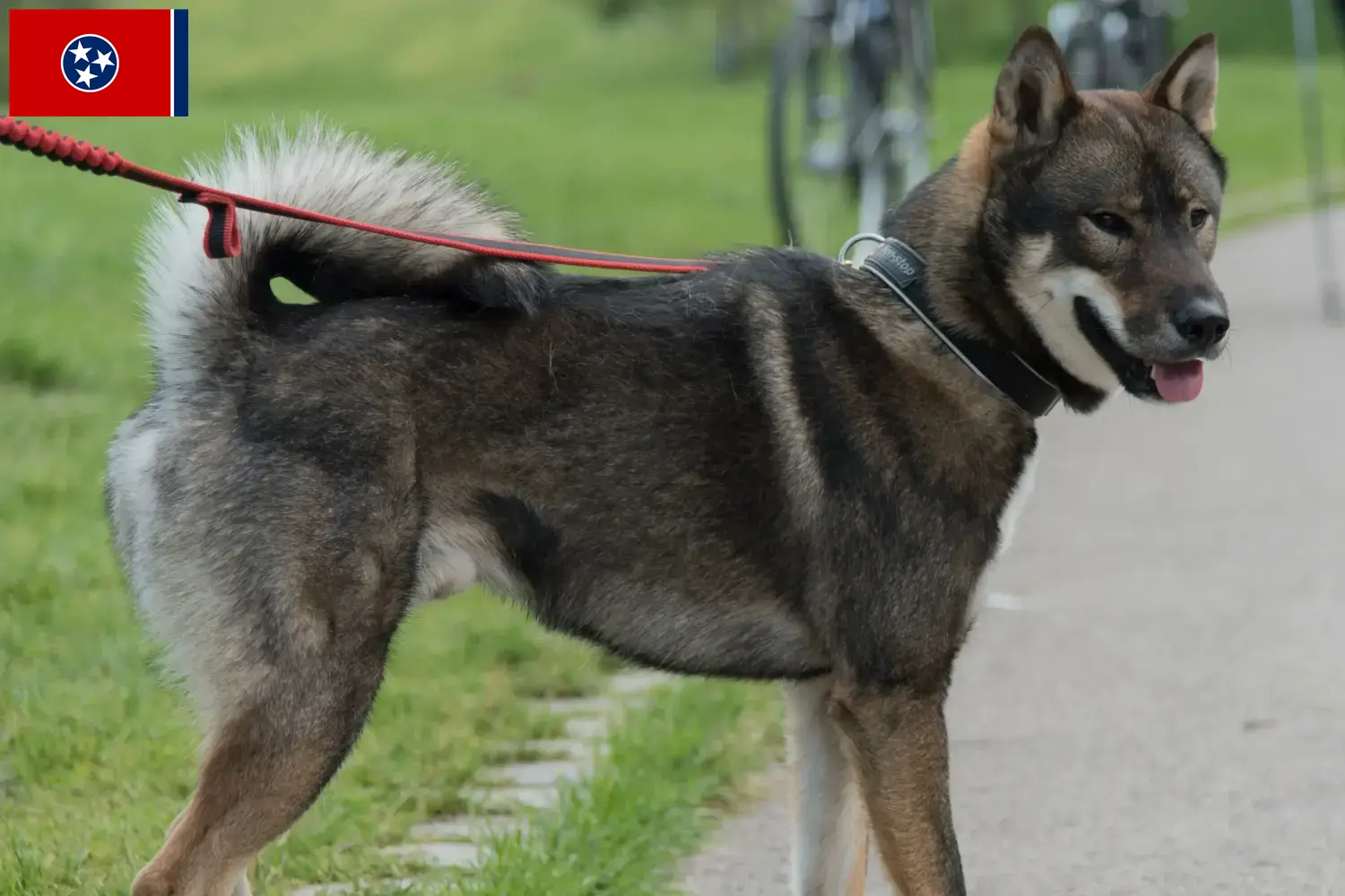 Read more about the article Shikoku breeders and puppies in Tennessee