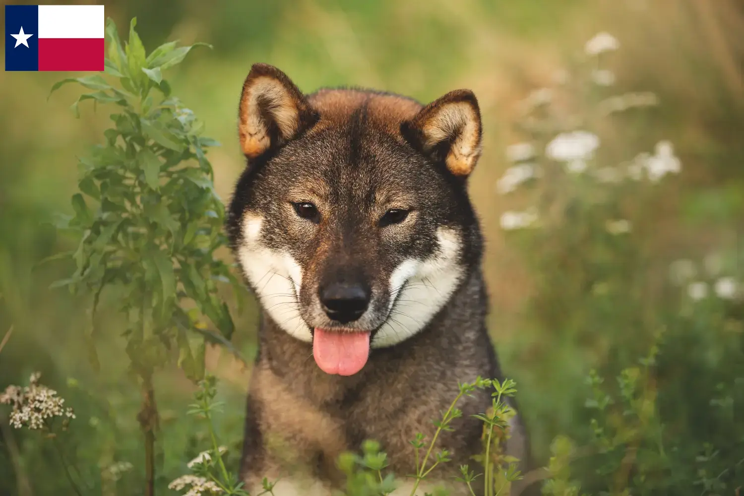 Read more about the article Shikoku breeders and puppies in Texas