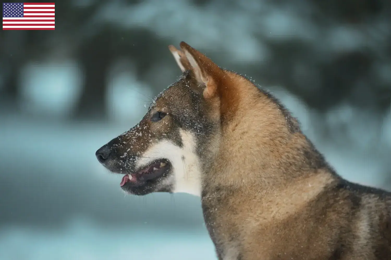 Read more about the article Shikoku breeders and puppies in the USA