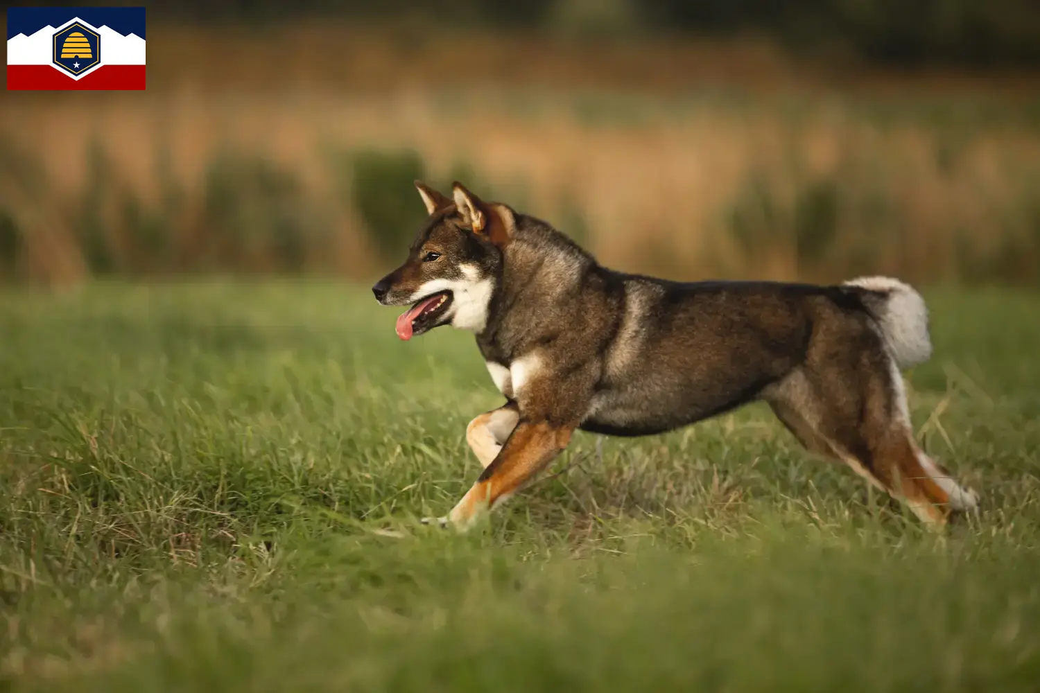 Read more about the article Shikoku breeders and puppies in Utah