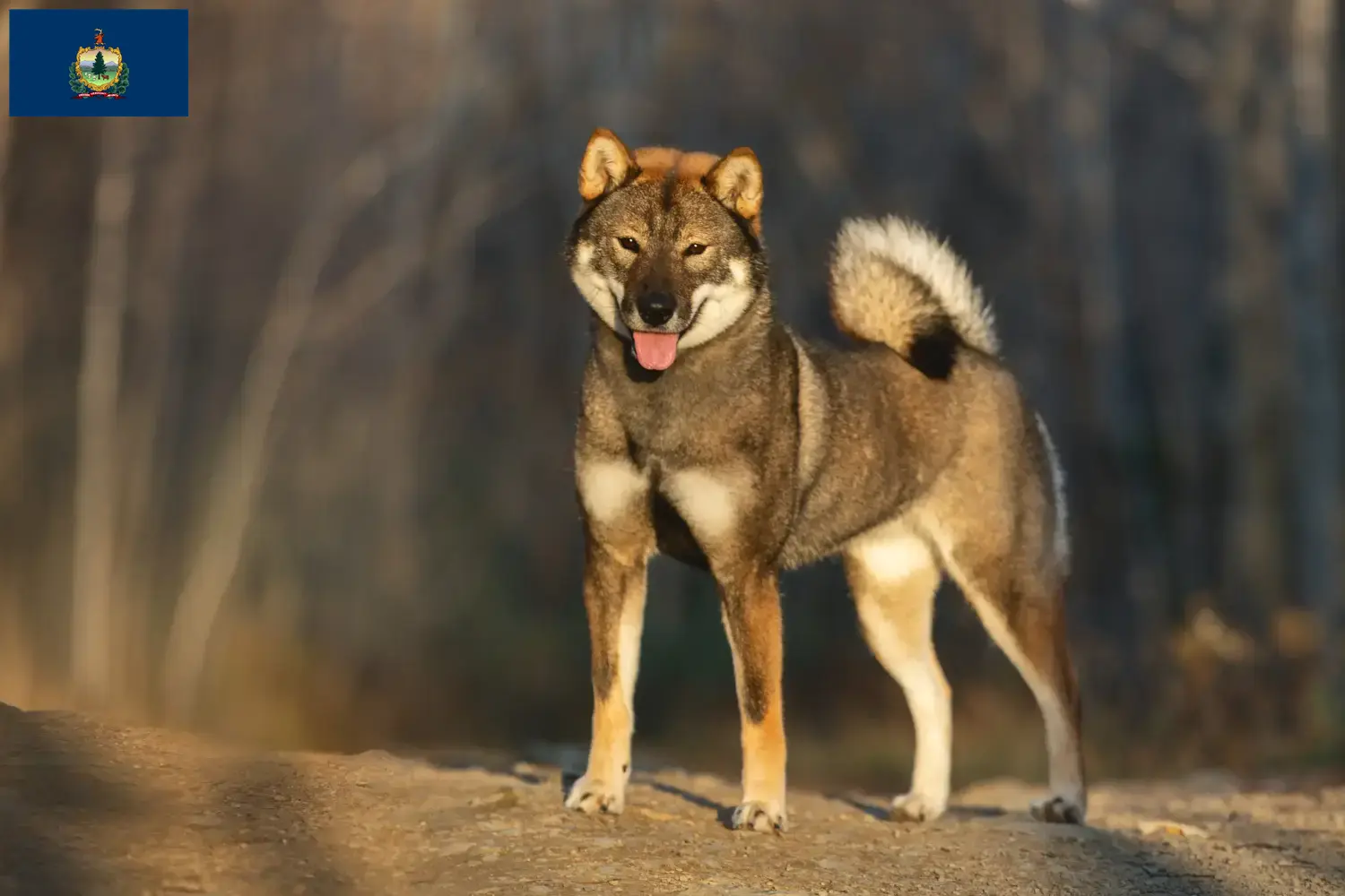 Read more about the article Shikoku breeders and puppies in Vermont