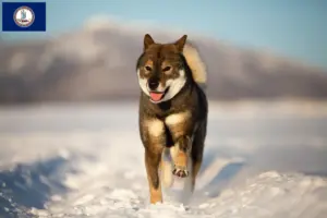 Read more about the article Shikoku breeders and puppies in Virginia